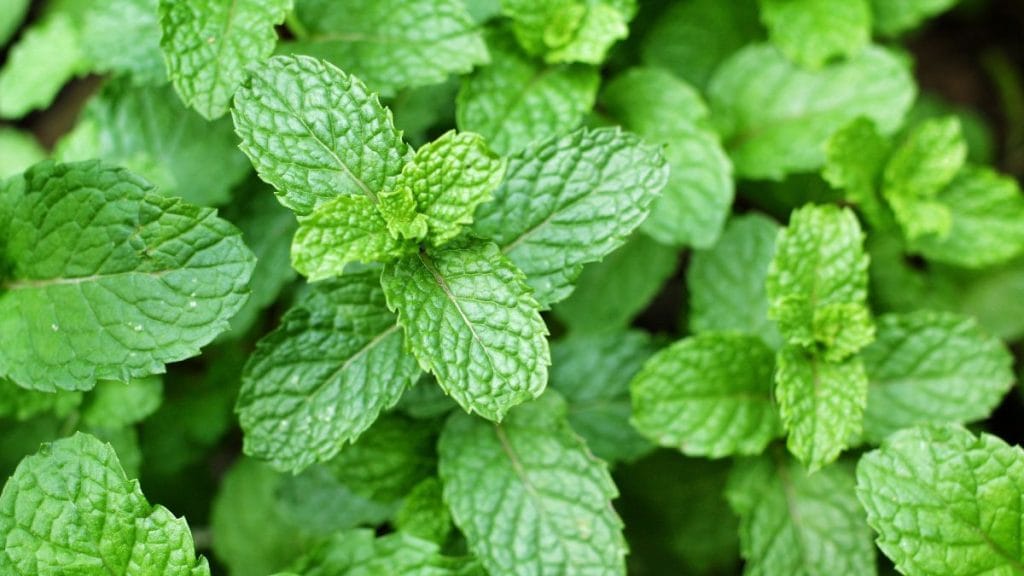 Mint