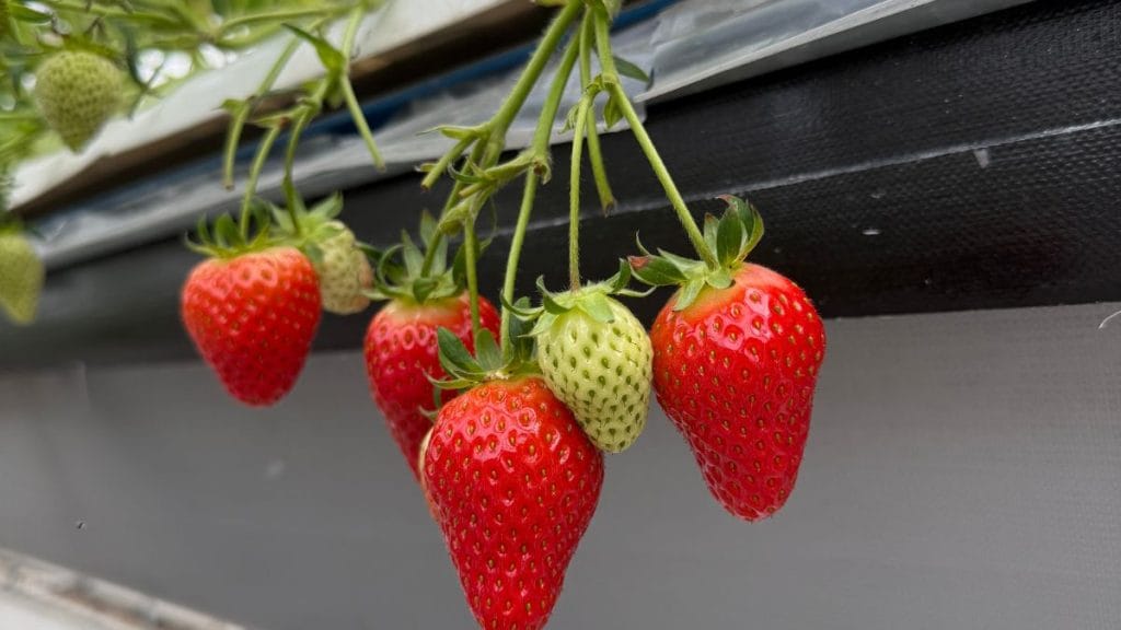 Choose Strawberry Plants That Keep Making Flowers