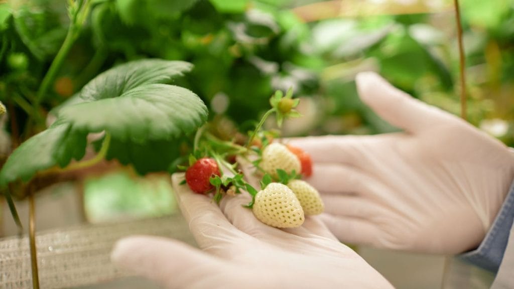 Give Each Plant Enough Root Space