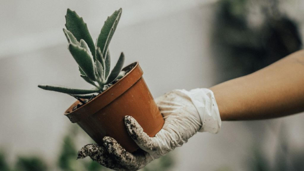 The 10 Minute Way to Feed a Potted Plant