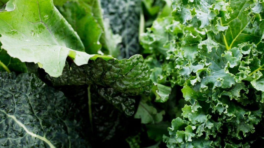Which Plants Benefit Most From This Natural Fertilizer?
