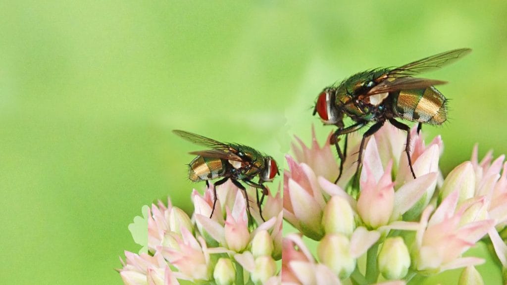 Before Removing Flowers, Know What Really Attracts Pests