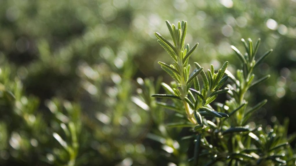 Rosemary