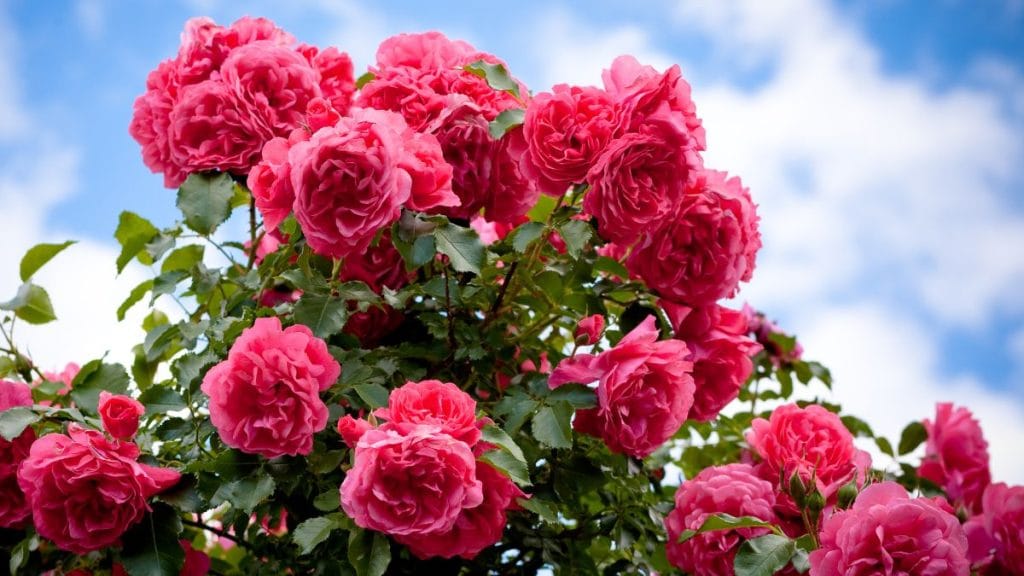 Roses