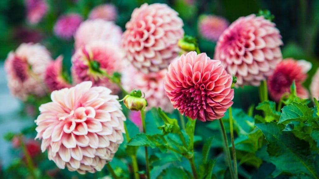 Dahlias