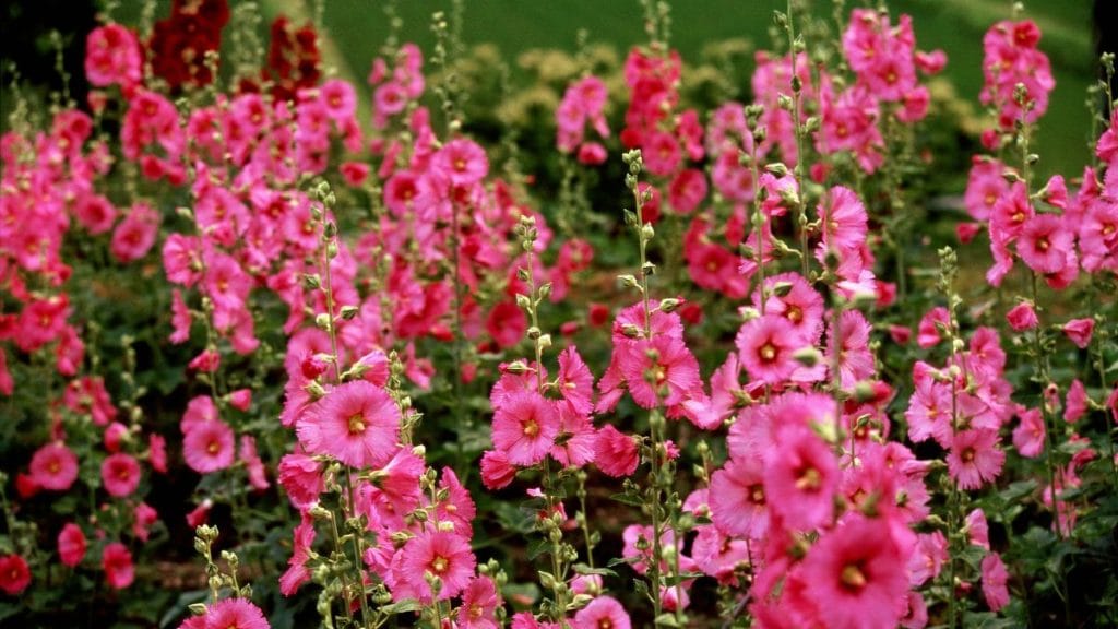 Hollyhocks