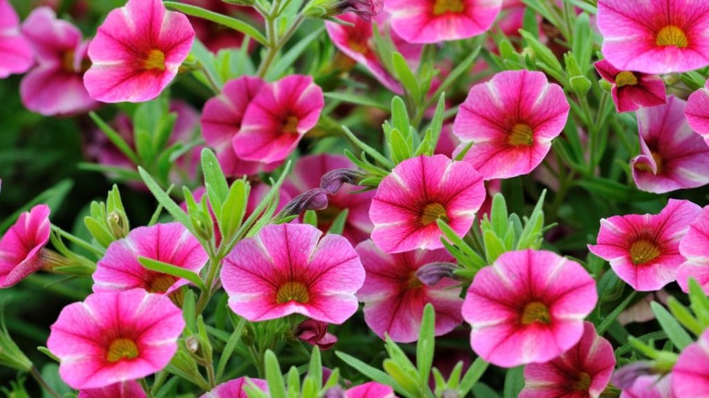 Petunias
