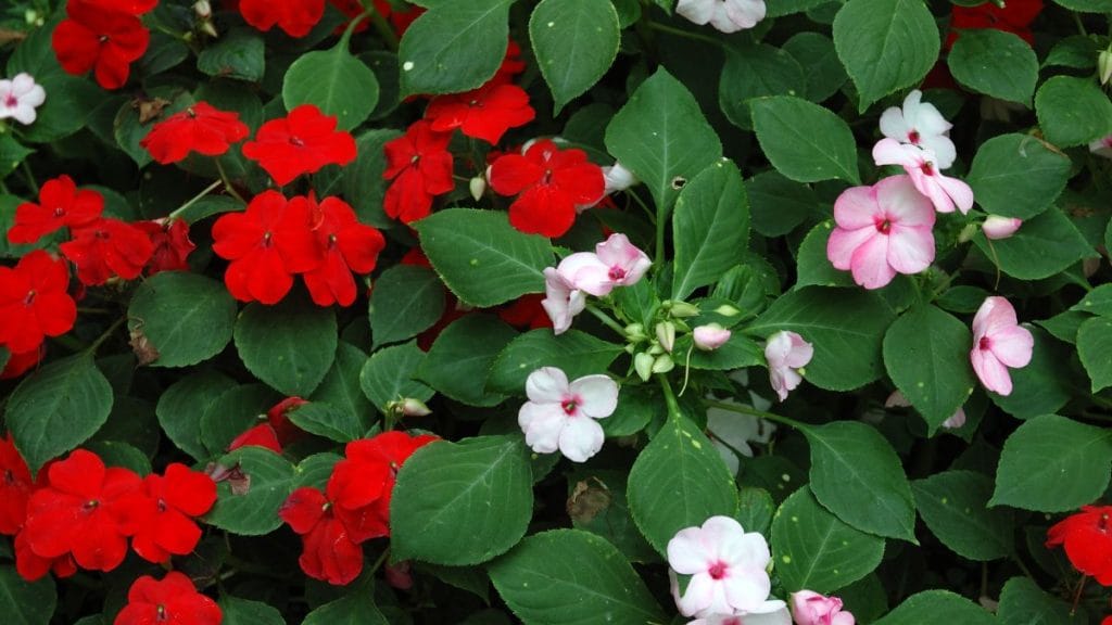 Impatiens