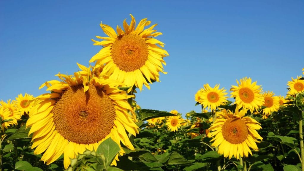 Large Sunflowers