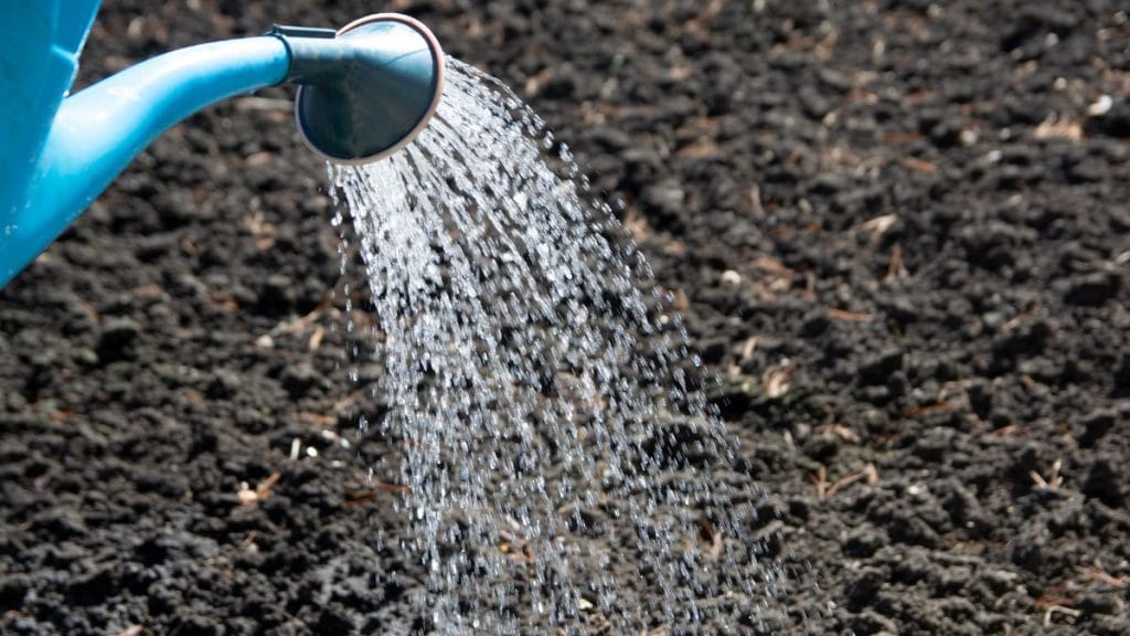 Watering on a Fixed Schedule Instead of Checking the Soil