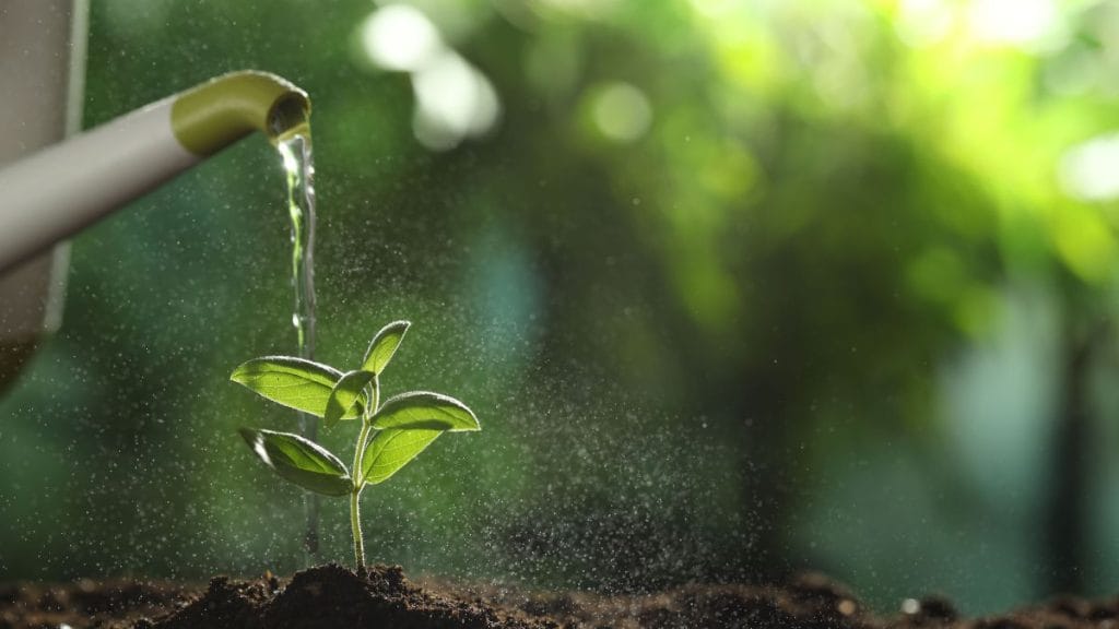 Giving Plants Small Sips That Never Reach the Roots