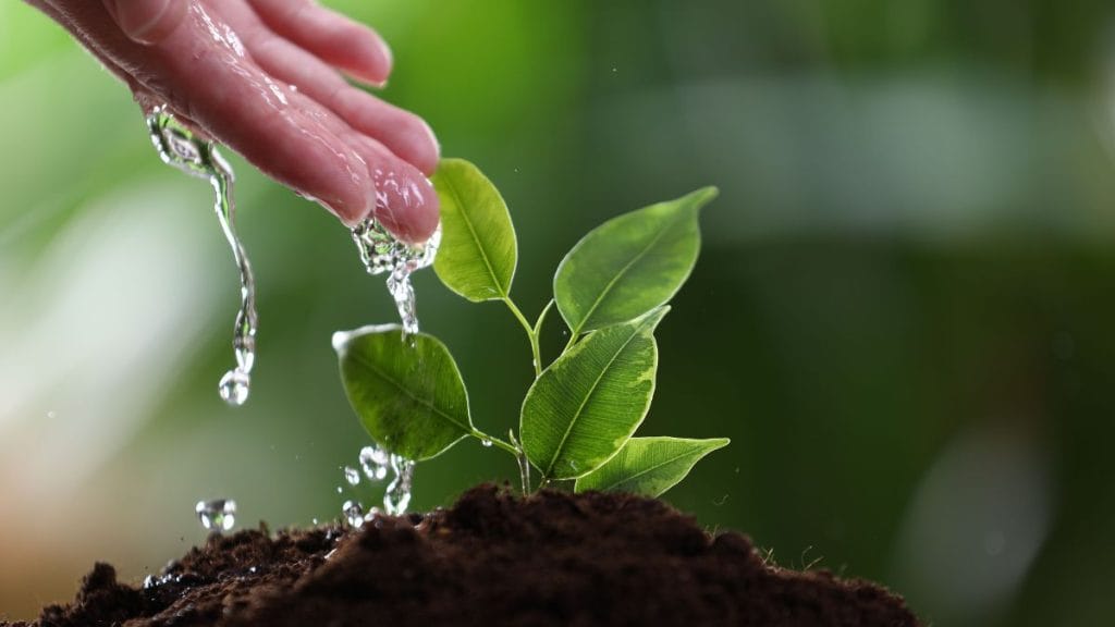 Watering Again Because the Leaves Look Wilted