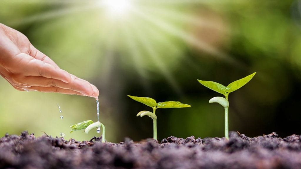 Treating Every Plant as Though It Needs the Same Amount