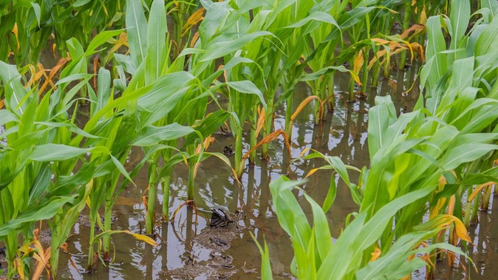 Leaving the Soil Bare and Letting Water Run Away