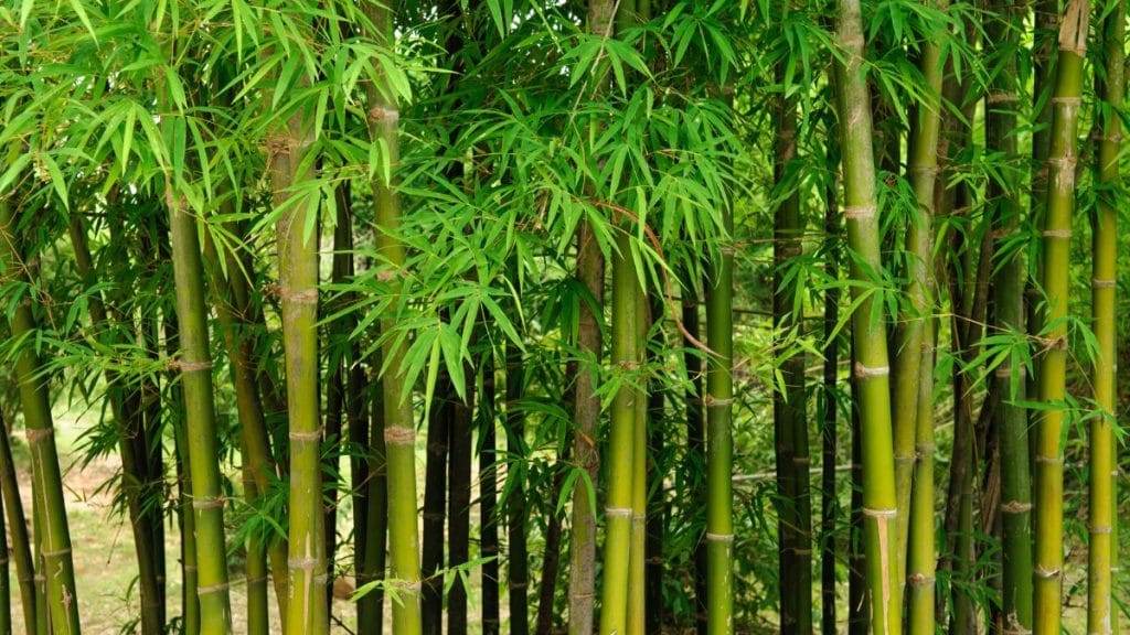 Running Bamboo