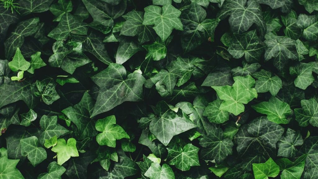 English Ivy