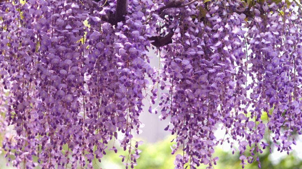 Asian Wisteria