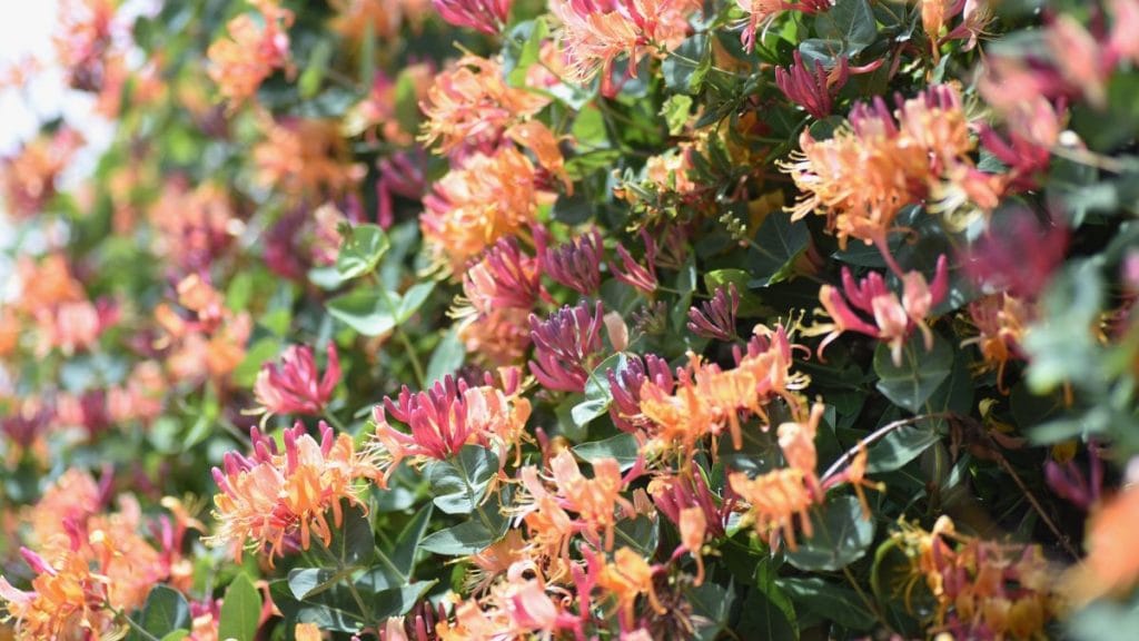 Japanese Honeysuckle