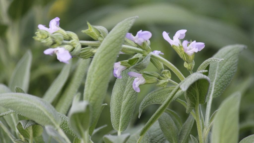 Sage