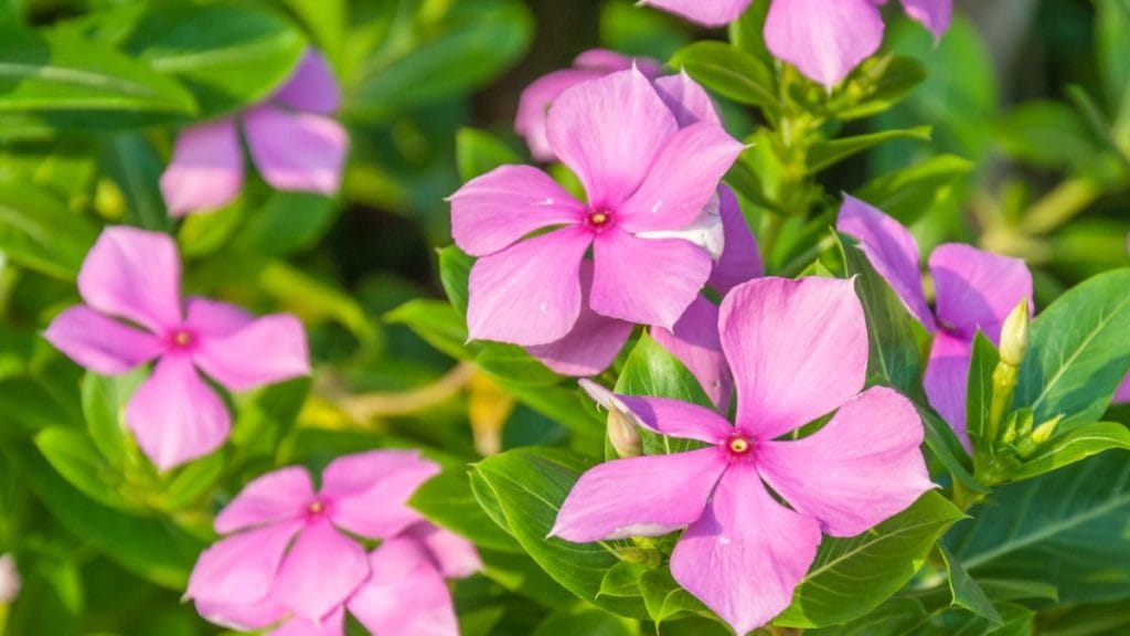  Periwinkle 