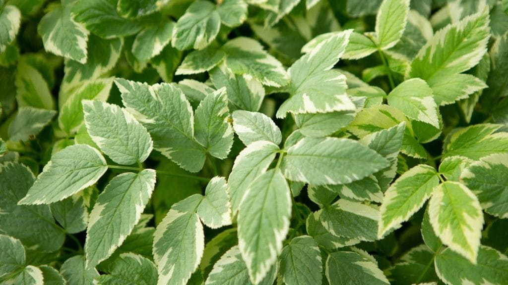 Goutweed