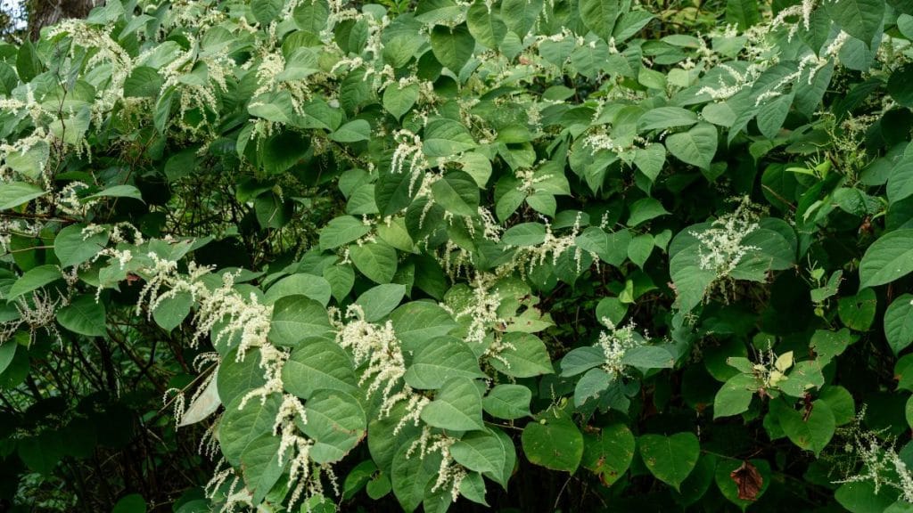 Japanese Knotweed 