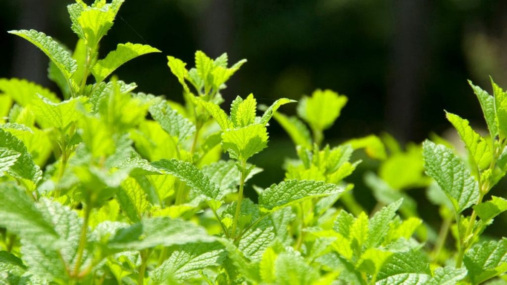Lemon Balm