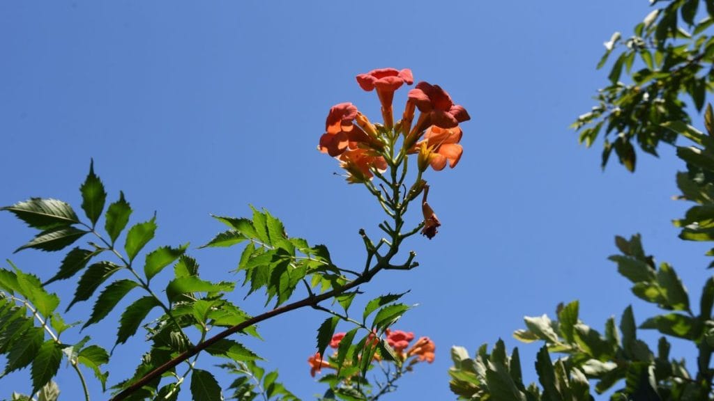 Trumpet Vine