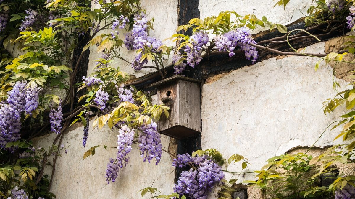 Avoid These 12 Plants Before They Take Over Your Garden