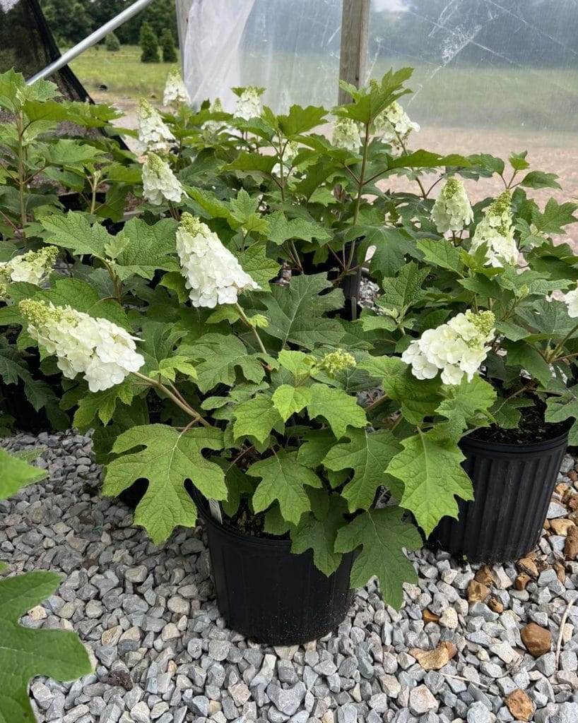 Oakleaf hydrangea