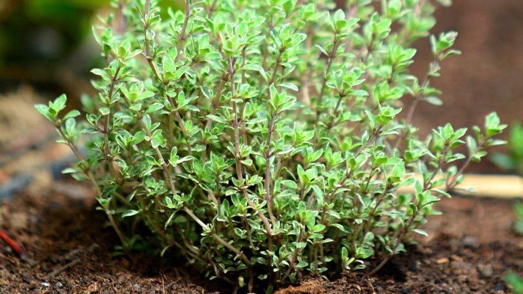 Thyme