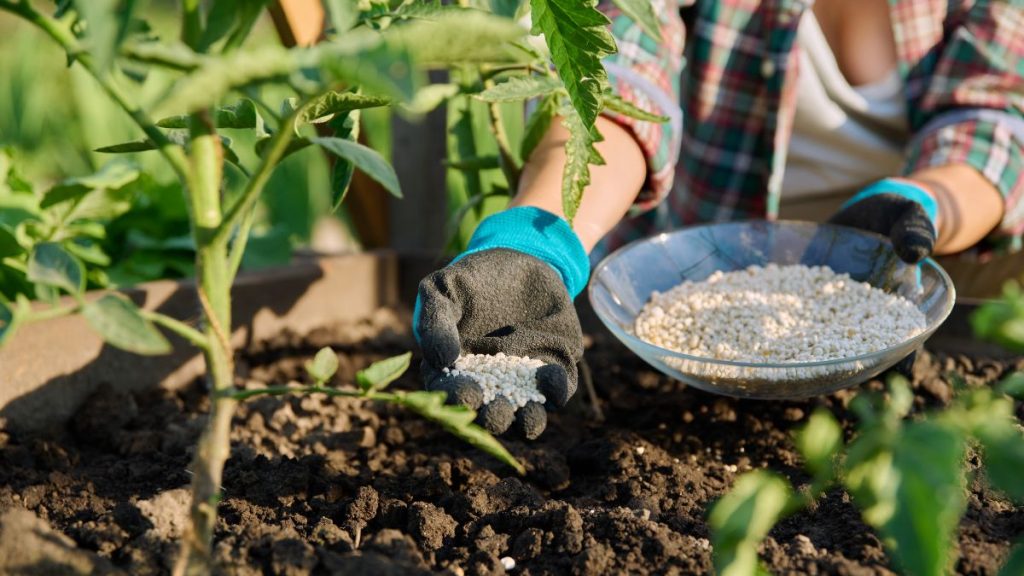 How Often Should You Really Fertilize Tomatoes?
