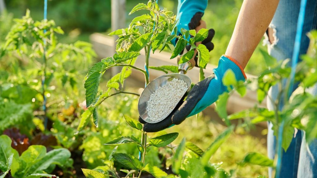 Why Weekly Feeding Is Often Too Much for Garden Tomatoes