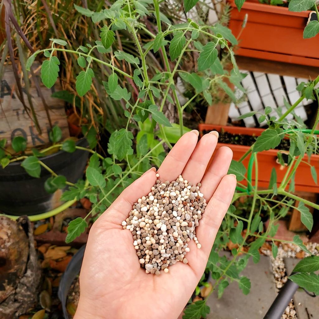 Signs You Are Fertilizing Tomatoes Too Often