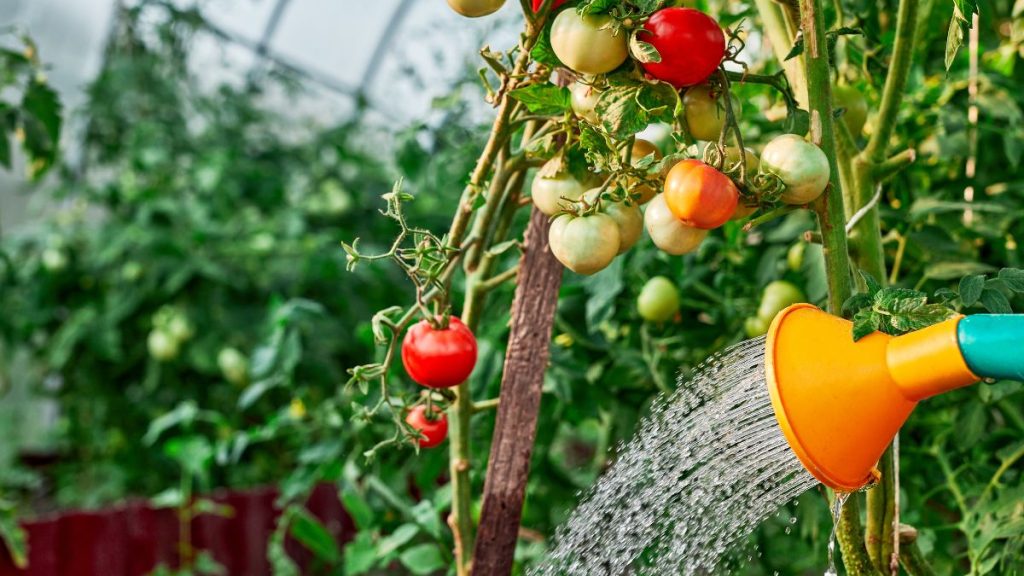 Feed Tomatoes in Containers More Often Than Garden Plants