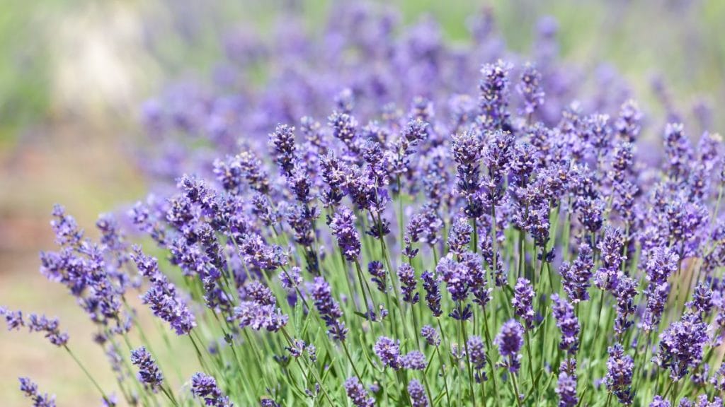 Lavender