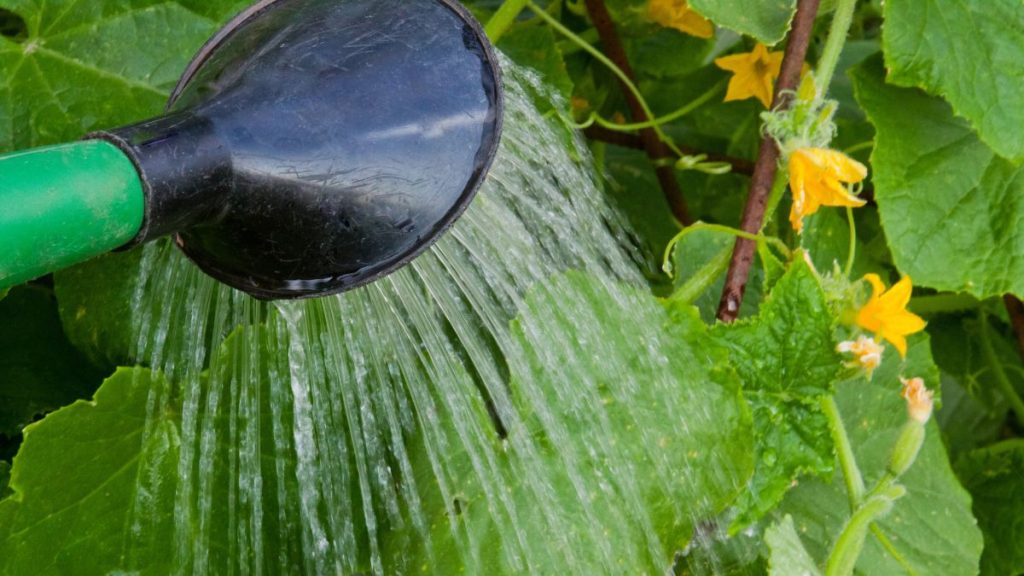 Uneven Watering Is the Most Common Trigger
