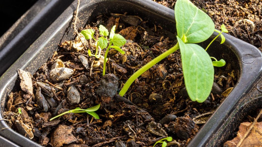 Poor Soil and Heavy Feeding Can Both Cause Problems