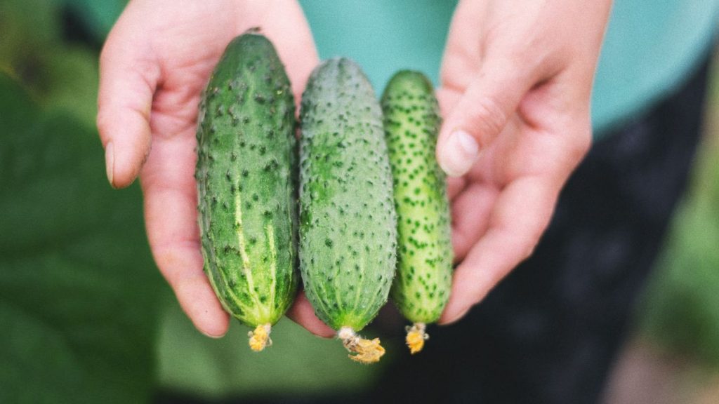 Follow This Simple Routine to Prevent Bitter Cucumbers