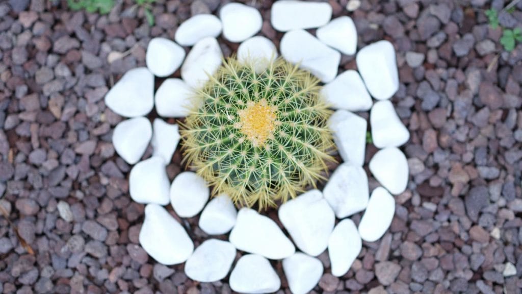 What Stones Around Plants Actually Do