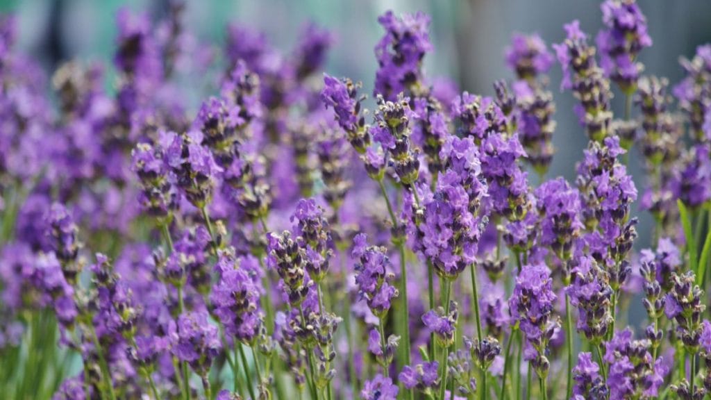 Lavender