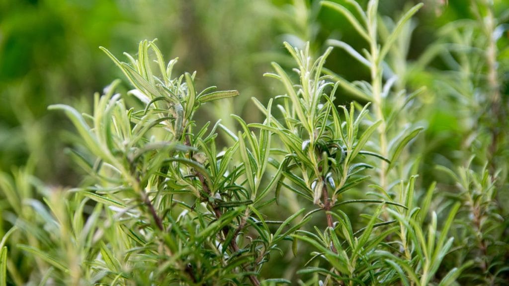 Rosemary