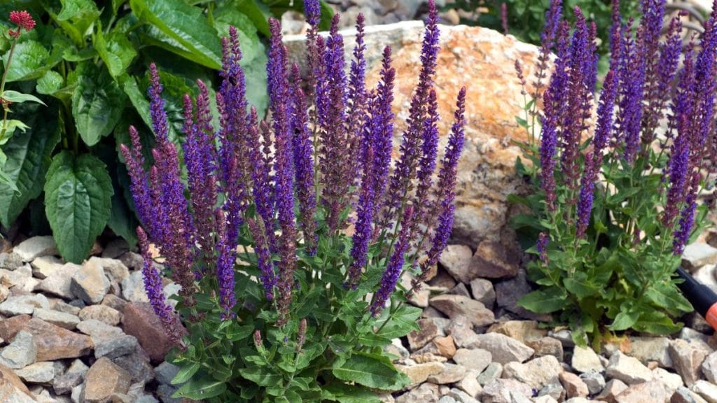 Salvia