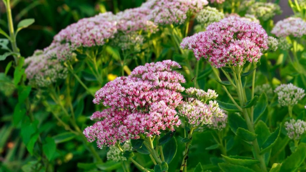 Sedum
