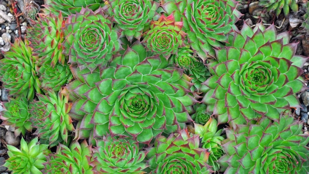 Hen and Chicks