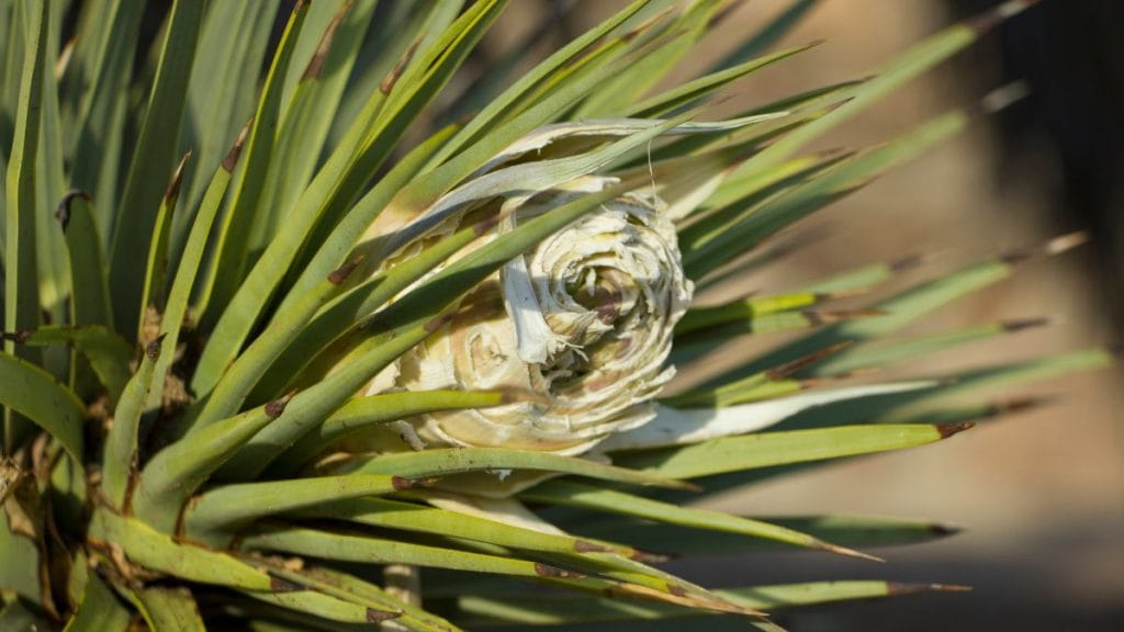 Yucca and Agave