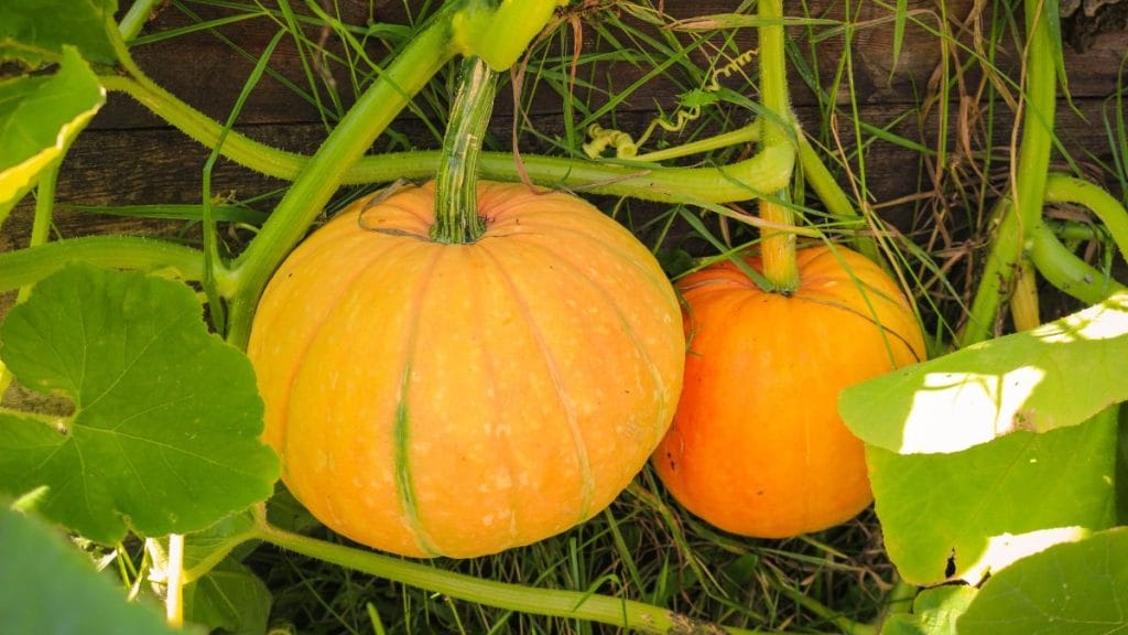 Pumpkins
