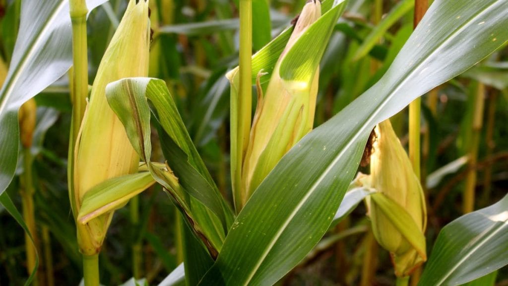 Corn