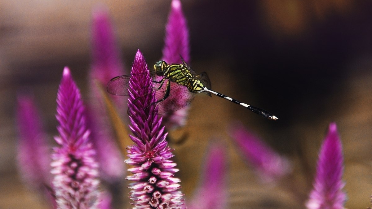 11 Essential Plants That Attract Dragonflies Instantly