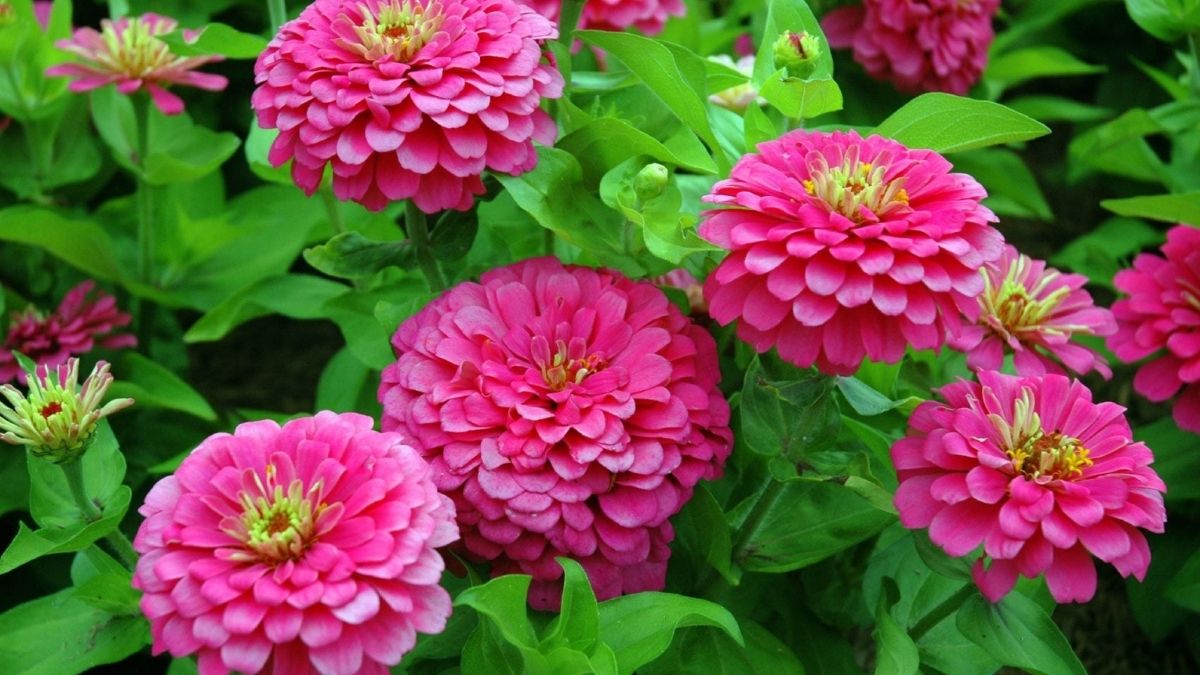 14 Pollinator-Friendly Plants That Attract Butterflies and Bees